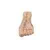 Human Foot Model with Acupuncture Points