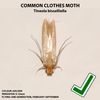 Entopest 20 Pack Pheromone Pads for Common Clothes Moth, Replacement Refill for Room & Wardrobe Hanger Control Traps