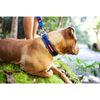 EzyDog Neo - Dog Collar - Small(34-38cm) - Black