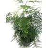 Fern Leaf Plumosus Asparagus Fern - 4" Pot - Easy to Grow - Great Houseplant