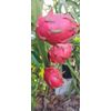 6 Asunta DRAGON FRUIT  CUTTING 10-14 Inches Check Description