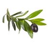 Olive Leaf 500 - OLIVE LEAF EXTRACT - Lose Weight Fast! - Full Body Cleanse - 2B