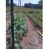 IRRIGATION-MART 6300FT Tomato Tying Garden Twine