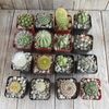 2 inch assorted cactus 16 pack Cactus Cacti Succulent Real Live Plant