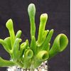 Mixed Succulent Plant Seeds , 50pcs/pack