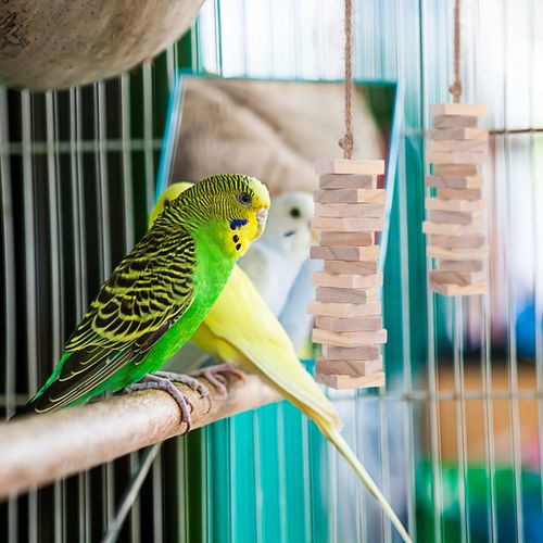 NOLITOY 100pcs Parrot Chewing Toy Parrot Toy Hanging Bird Toy Wooden Bird Toys Parrot Cage Climbing Toys Bird Teething Toys Parrot Hanging Chewing Toy Bird Chew Toy Macaw Toys