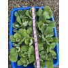 (15) Water Lettuce Koi Pond Floating Plants Rid Algae Shade 2-4” Grows 10”+
