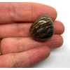Stromatolite Medium Crystal Tumbled Stone - Eneregy In Harmony - 1 Pc