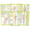 Nervous System Chart Series (A3 Laminated, Set of 6)