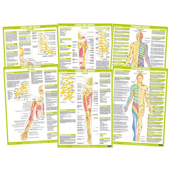 Nervous System Chart Series (A3 Laminated, Set of 6)