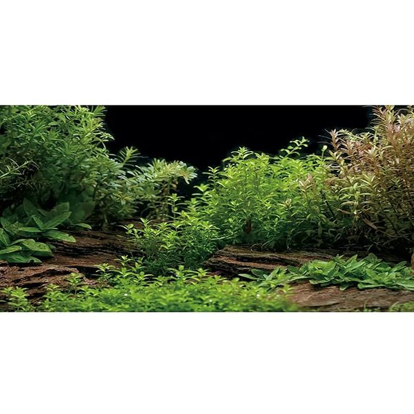 AWERT Aquarium Background River Bed & Lake Aquatic Plant Fish Tank Background Vinyl 30x18 inches