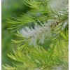 BREATHE DEEP-Natural Respiratory Support & Calm for Asthma Relief Aromatherapy