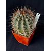 Echinopsis melanopotamica, cactus plant