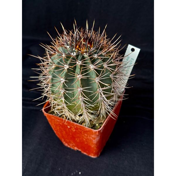 Echinopsis melanopotamica, cactus plant