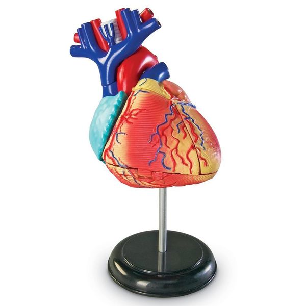 Learning Resources Human Heart Model, Working Heart Model, Anatomy for Kids, Human Body Heart Model, Educational Model, Ages 8+