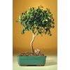 Bonsai Boy's ON THIS TREE Ficus Oriental - Large Ficus Orientalis