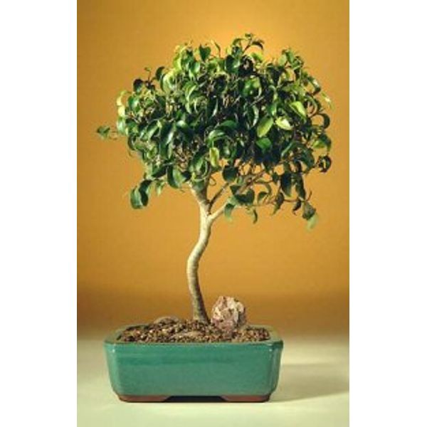 Bonsai Boy's ON THIS TREE Ficus Oriental - Large Ficus Orientalis
