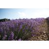 L'Occitane Lavender Shower Gel 8.40 fl. oz