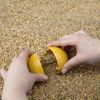 Lixit Chicken Feed Toy