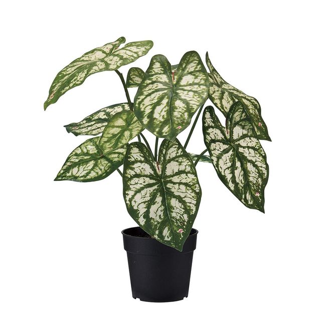 Tokyodo MAGIQ FG000383 Fake Green Caladium Pot, Artificial Flowers, Interior Green, Decorative Plants