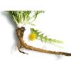 Pure Herbs: Dandelion Root - 4 oz.