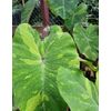 AUTHENTIC Colocasia Lime Geco  1 bulbs