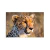 Cheetah wall art print Photograph by Ed Brown