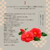 Lululun Face Mask Pack, Tokyo Lulun (Stylish Camellia Mask), 1 Piece x 5 Bags