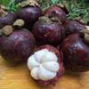 Premium Antioxidant Defense - MANGOSTEEN COMPLEX - 1B 60 Caps