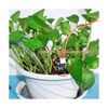 WayinTop Upgrade Automatic Irrigation DIY Kit Self Watering System for Garden...