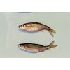Golden Shiner Minnows (1 Pound, 2.25 INCH)