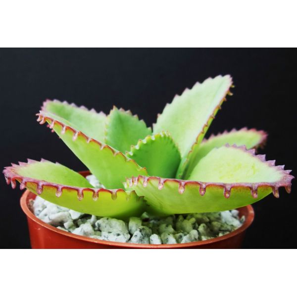 Mother of Thousands Kalanchoe Daigremontiana Mexican Hat Plant Rare Succulent 4 by exotic_cactus_collection