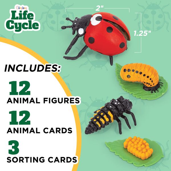 Life Cycle Kit Montessori Realistic Figurine Toys, Kids Animal Matching Game with Frog, Ladybug and More Includes 12-Piece, Science, Learning and Education Toys, Fun Learning for Children 3 4 5 6 7 8