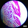 120X-1200X 52- Microscope Kit Metal Body Microscope AmScope pcs Kids Beginner 
