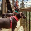Hurtta Casual ECO Dog Y-Harness, Ruby, 12-14 in