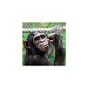 Carte Blanche 3D Holographic Card - Up Close - Chimpanzee