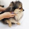 Petz Root Delicate Hair Shears