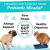 Probiotics For Cats & Dogs : Probiotic Miracle : Bowel & Gut Support :