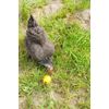 Lixit Chicken Feeder Toy