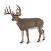 CollectA White-Tailed Deer