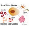 Celulas Madre Plus 360 Caps Stem Cell Control Vital Bioxtron Alga Bacterium