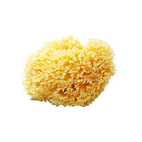 Bellini Natural Sea Cotton Sponge, Honeycomb Seeds, Yellow, Large