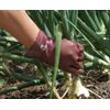 Atom Backing Fabric with Gloves Rubber Hope ll Size 214