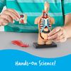 Learning Resources LER3336 Anatomy Model Human Body, Multicoloured