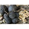 Candida extra cleanse - CANDIDA AWAY EXTRA STRENGTH - Black Walnut wormwood -2 B