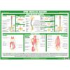 Joint Anatomy Chart Series (A3 Laminated, Spine Muscles)