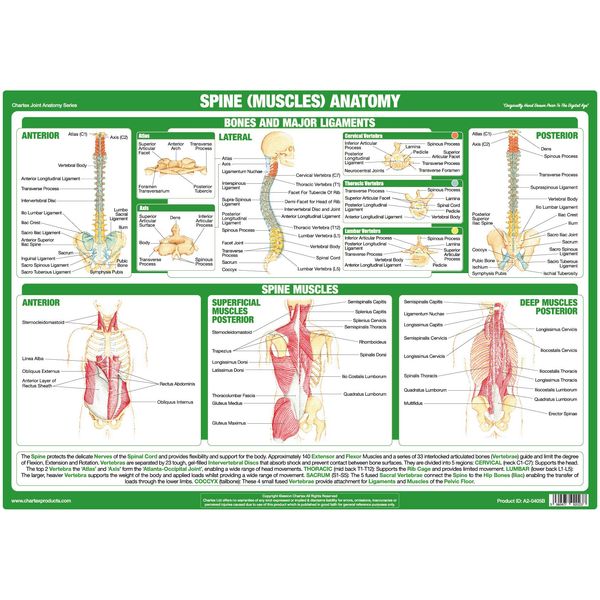 Joint Anatomy Chart Series (A3 Laminated, Spine Muscles)