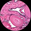 Amscope B100 40X-2000X  Binocular LED Microscope +1MP Digital Eyepiece Camera