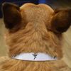 Small 'Hummingbird in Flight' Dog Collar (PR00061949)