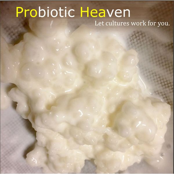 Organic Milk Kefir Grains / Live Probiotic Culture 1 Tspn (BUY 2 GET 1 FREE)